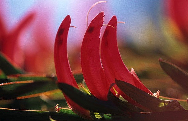 Ribbon Pea