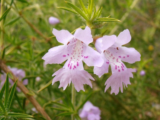 Snakebush
