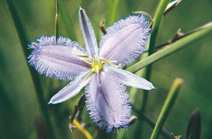 Fringed Lily Twiner