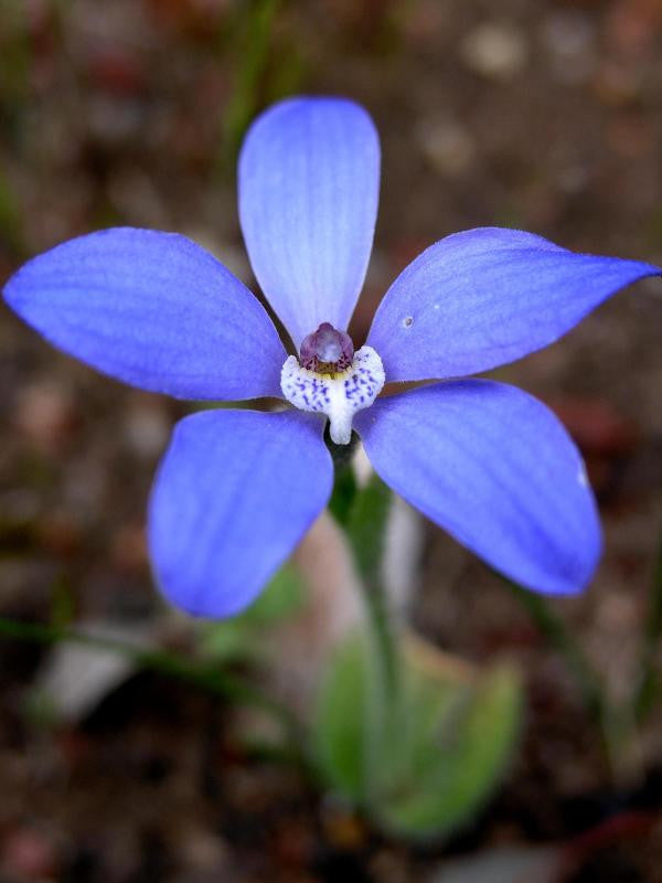 Blue China Orchid