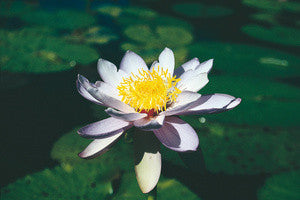 Purple Numph Waterlily (Miani)