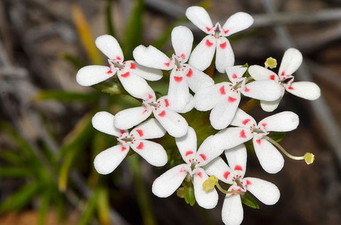 Red Triggerplant