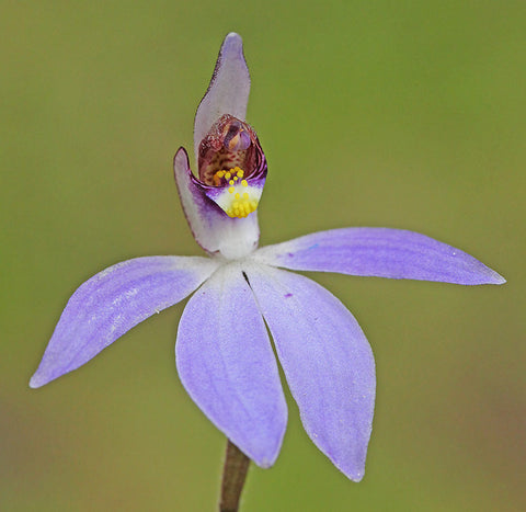Shy Blue Orchid