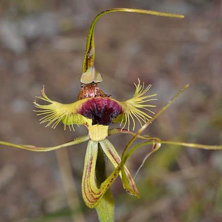 Fringed Mantis Orchid