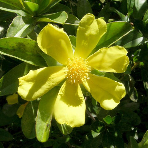 Snake Vine