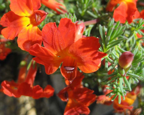 Red Leschenaultia