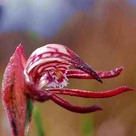 Red Beak Orchid