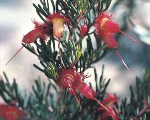 Red Feather Flower