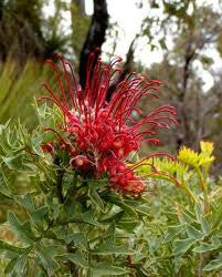 Fuchsia Grevillea