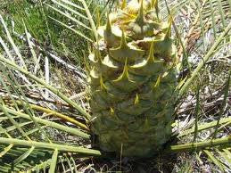 Macrozamia