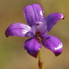 Purple Enamel Orchid