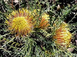 Many Headed Dryandra