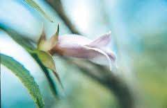Purple Eremophila