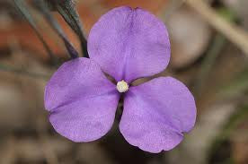 Purple Flag Flower