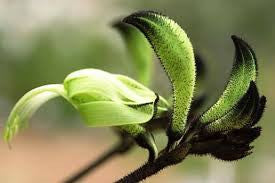 Black Kangaroo Paw