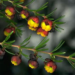 Brown Boronia