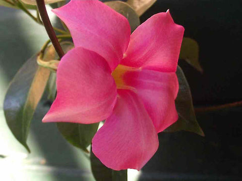 Pink Trumpet Flower