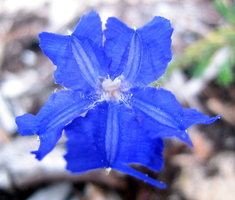 Blue Leschenaultia