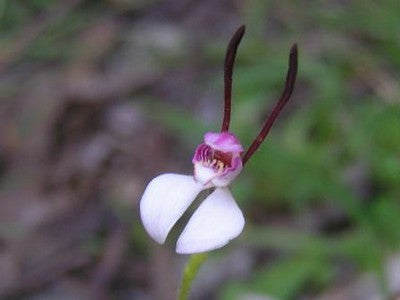 Rabbit Orchid