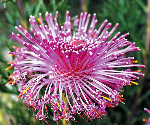 Rose Cone Flower